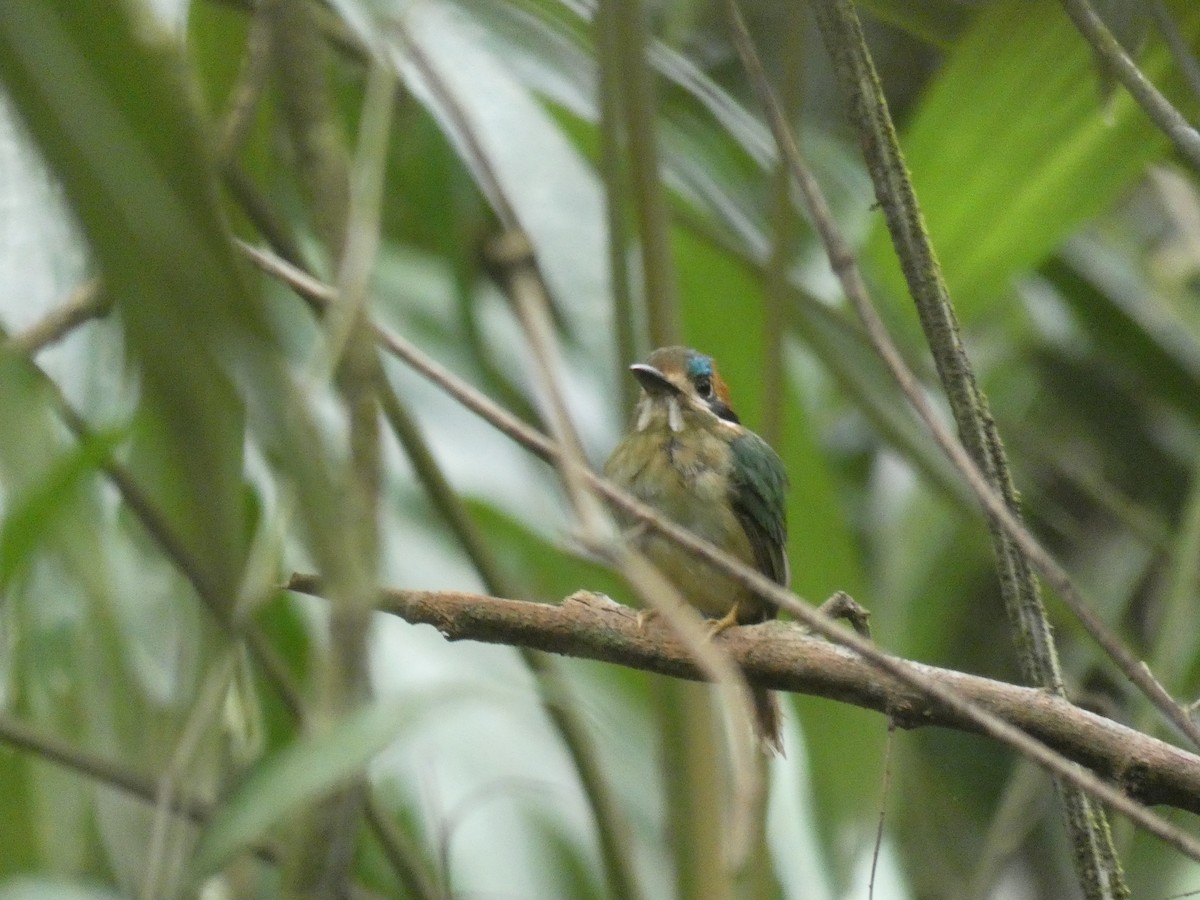 Tody Motmot - ML587670891