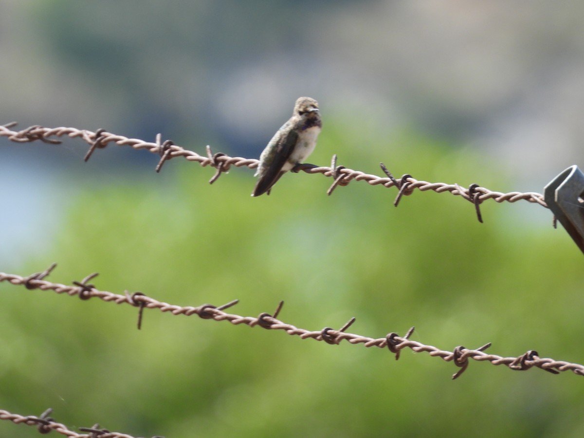 Costa's Hummingbird - ML587670931