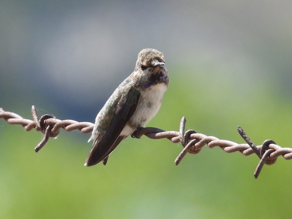 Costa's Hummingbird - ML587670961