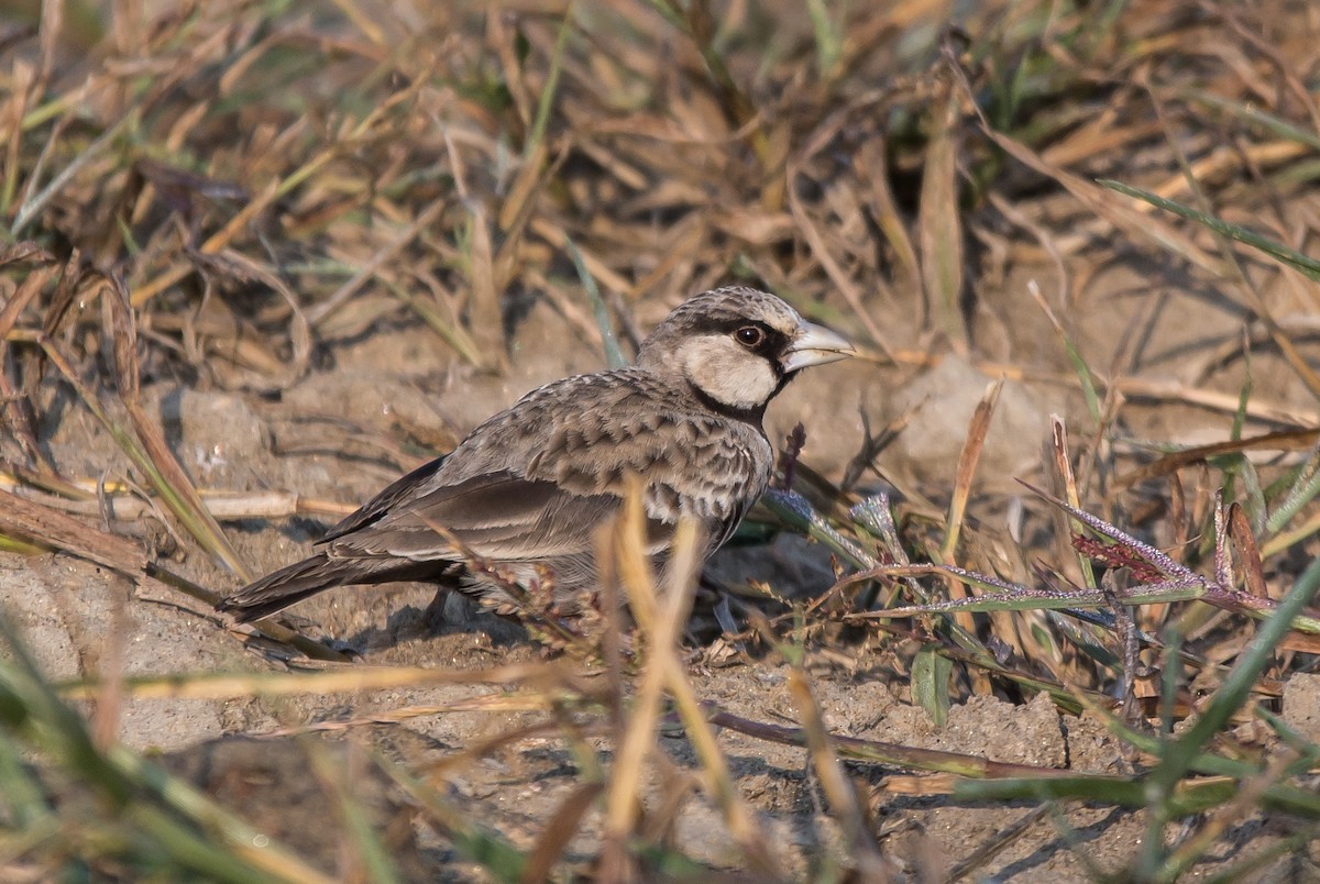 Ashy-crowned Sparrow-Lark - ML587671051