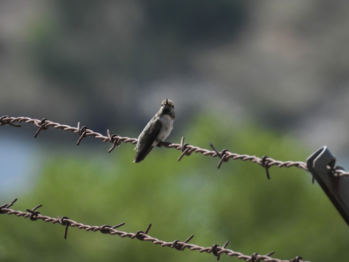 Costa's Hummingbird - ML587671531