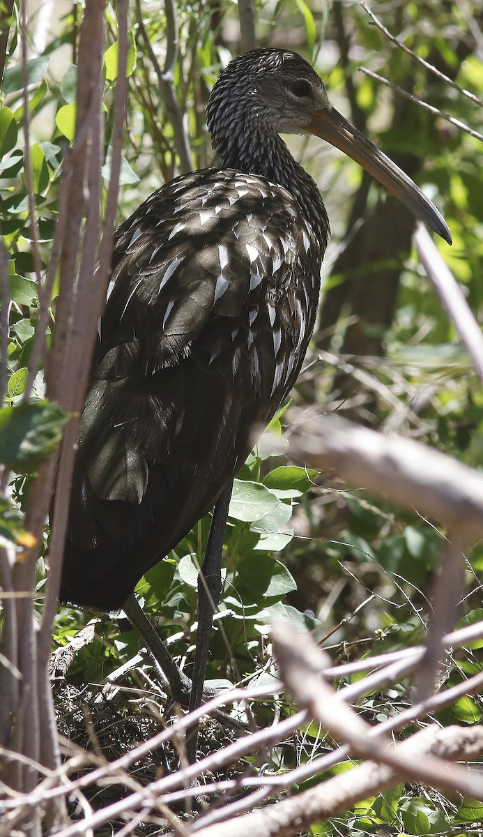 Limpkin - ML587671641