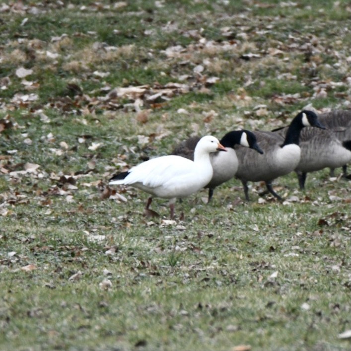 Snow Goose - Emily Godlewski