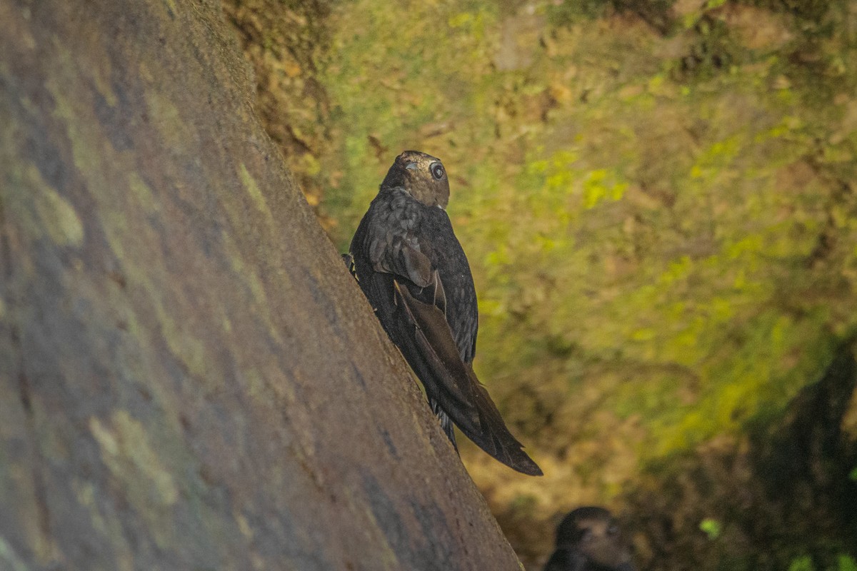 White-collared Swift - ML587671881