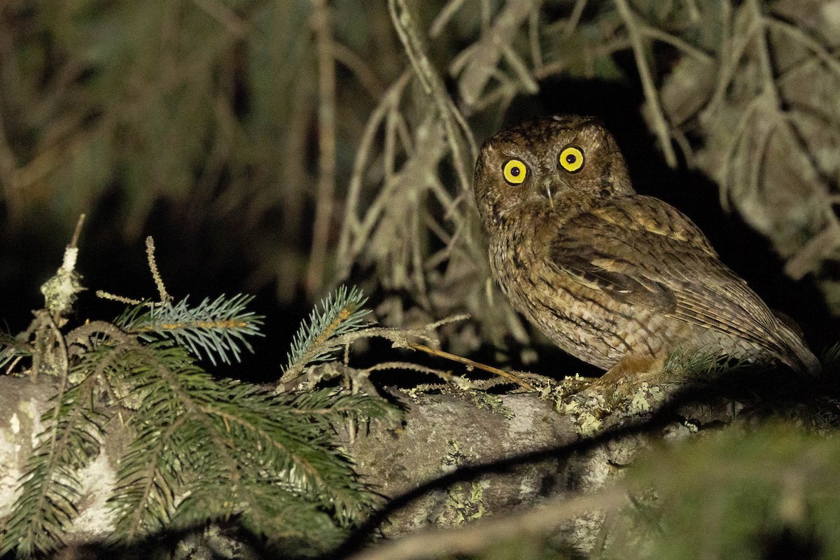 Western Screech-Owl - Doug Gochfeld