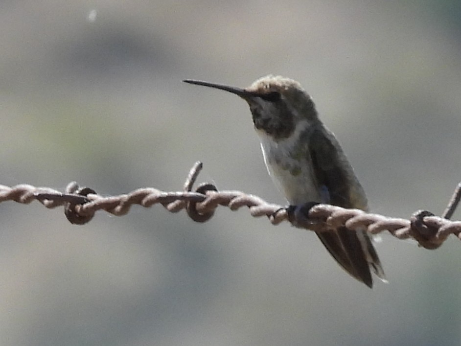 Costa's Hummingbird - ML587672131