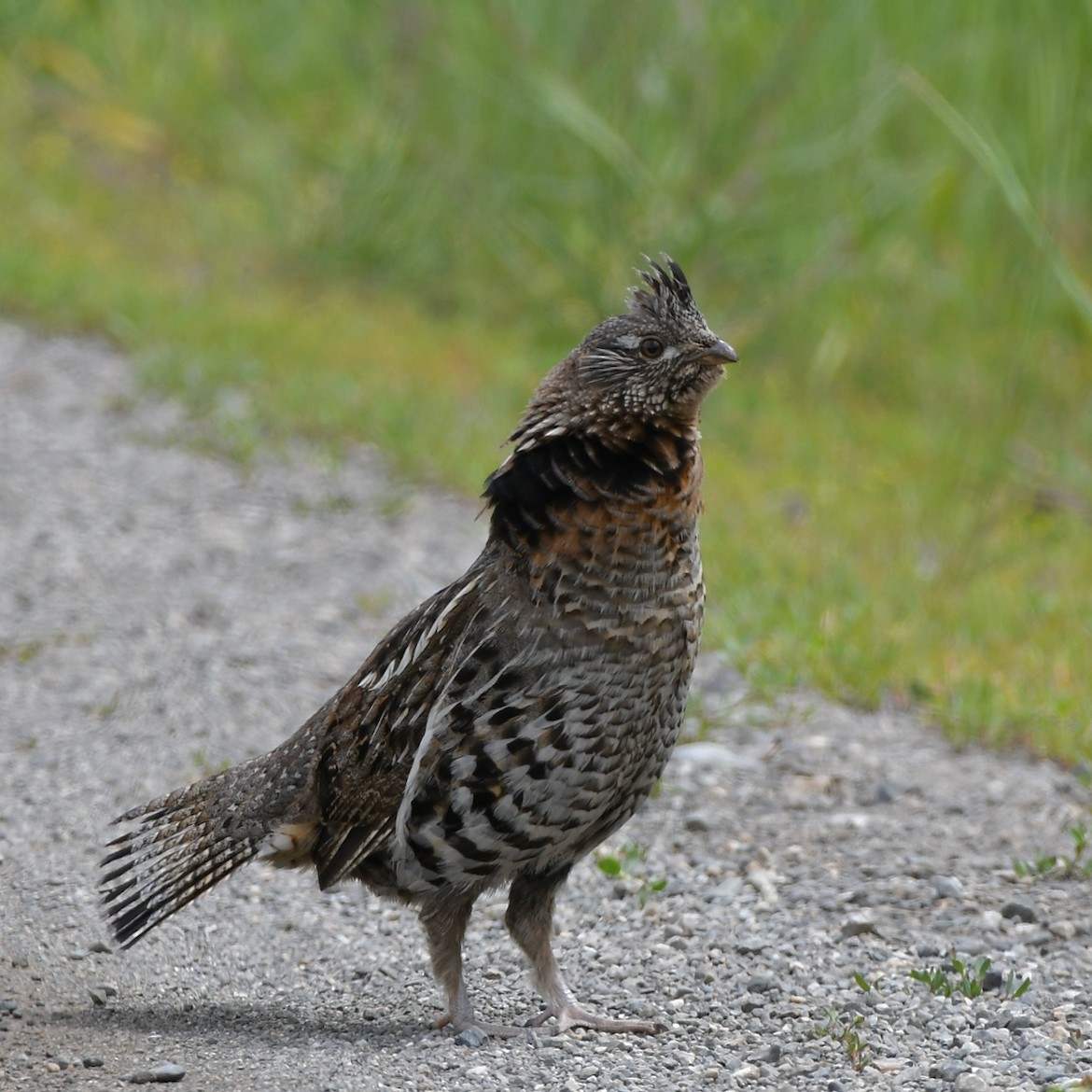 Ruffed Grouse - ML587672261