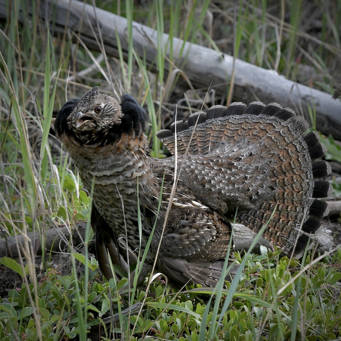 Ruffed Grouse - ML587672271