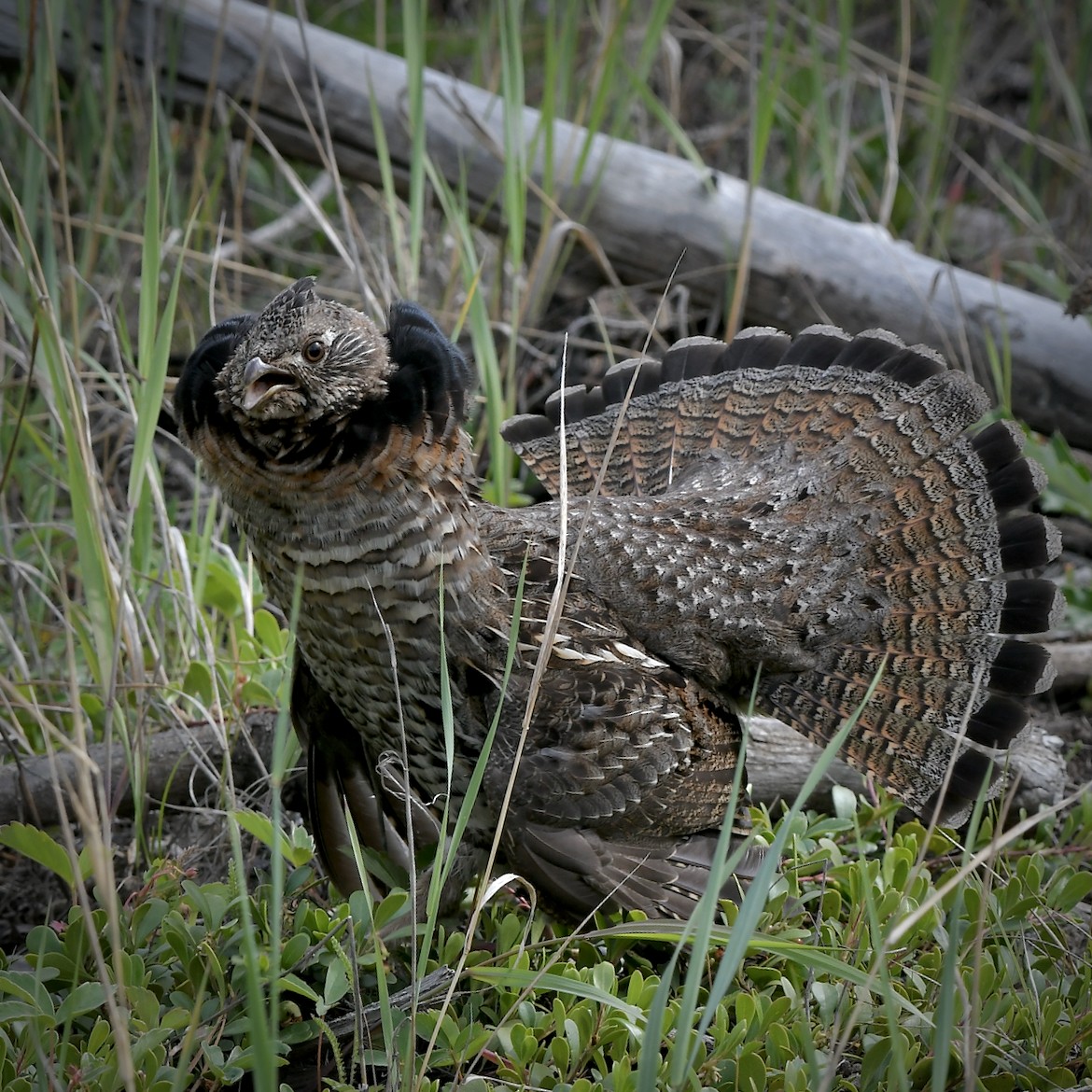 Ruffed Grouse - Paul Clarke