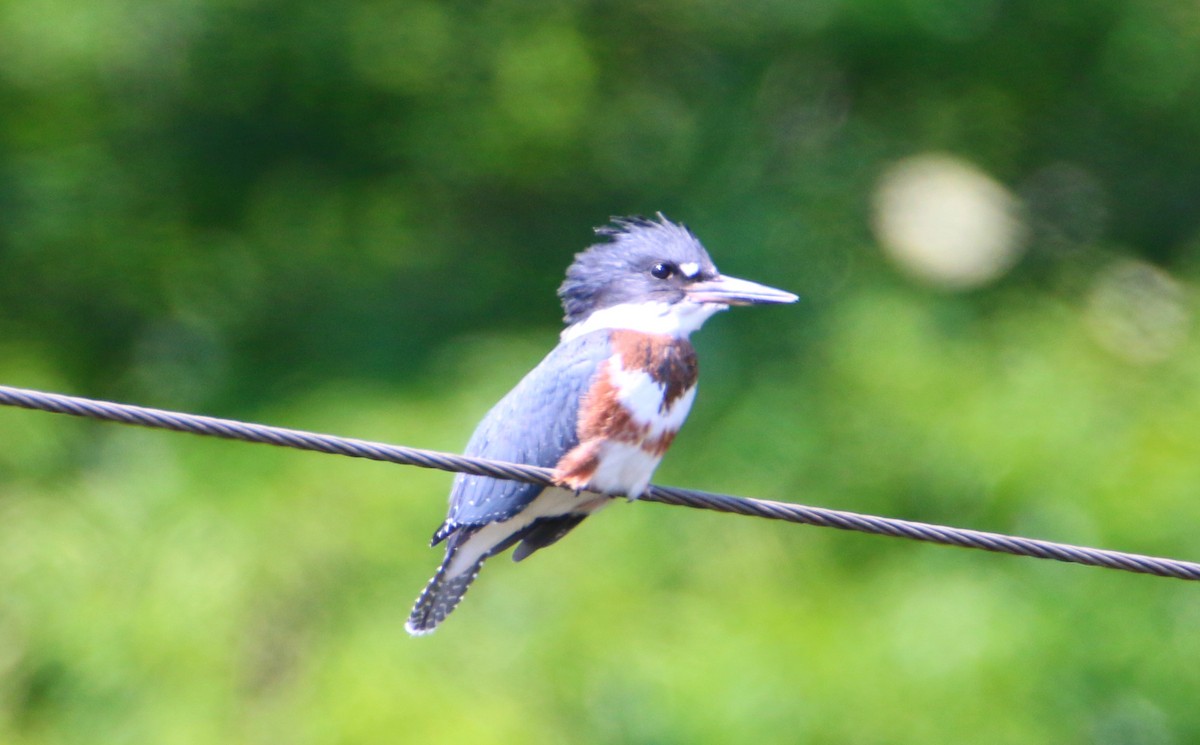 Belted Kingfisher - ML587672341