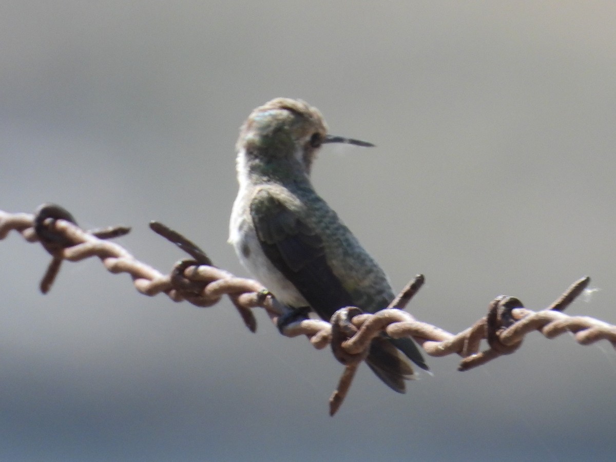 Costa's Hummingbird - ML587672391