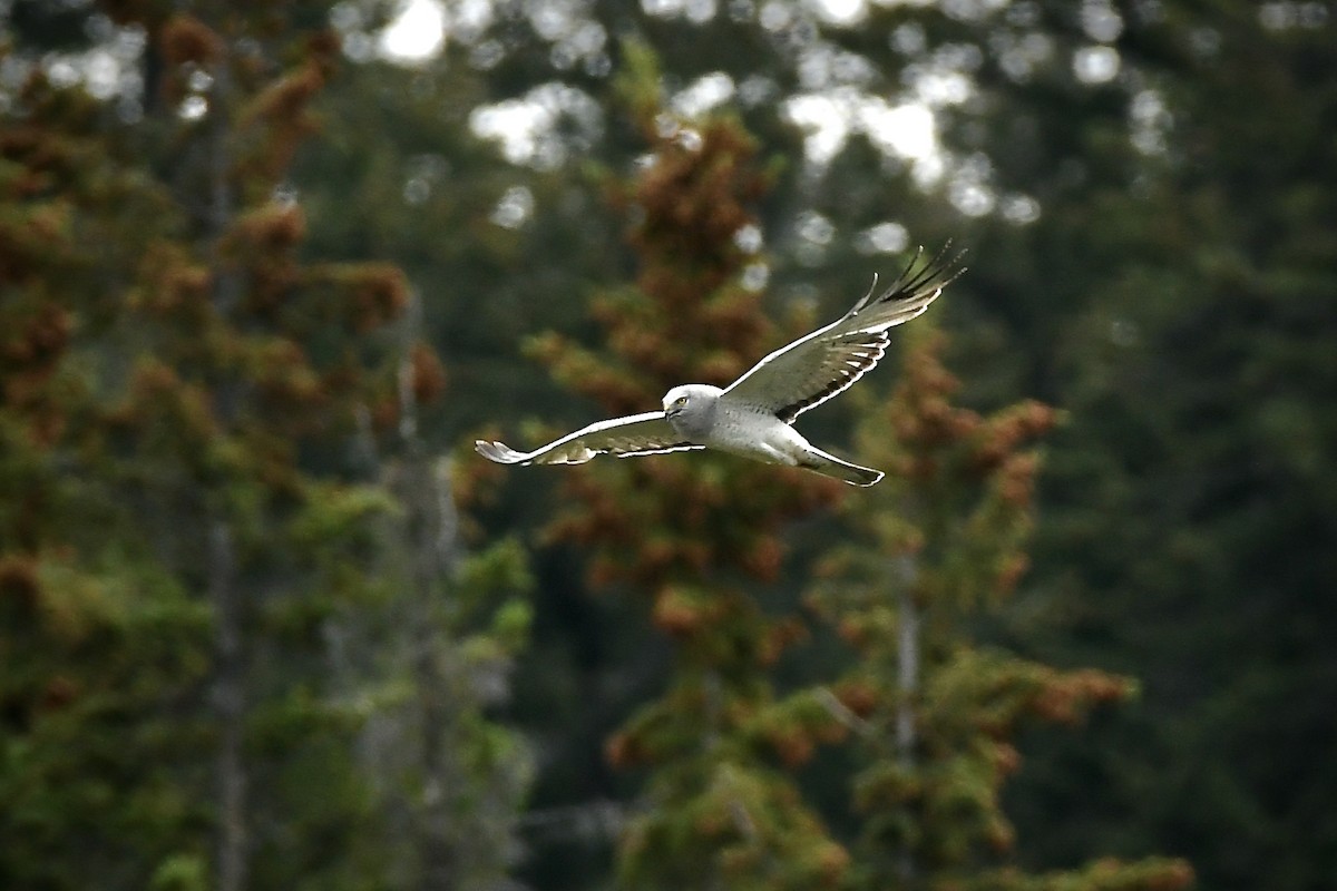 Northern Harrier - ML587672511