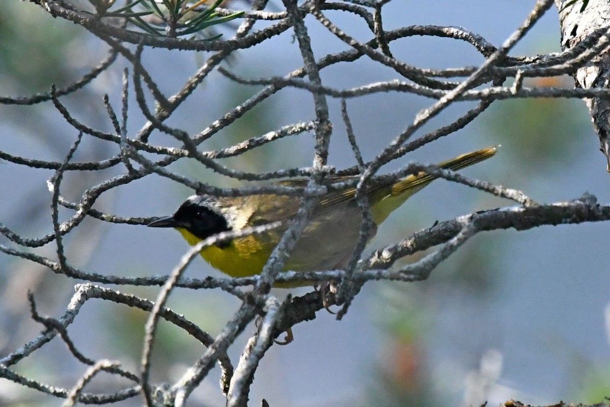 Common Yellowthroat - ML587673001