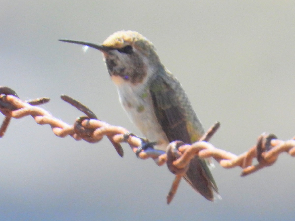 Costa's Hummingbird - ML587673131