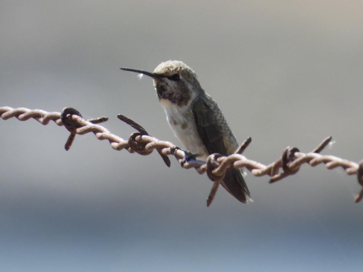 Costa's Hummingbird - ML587673201