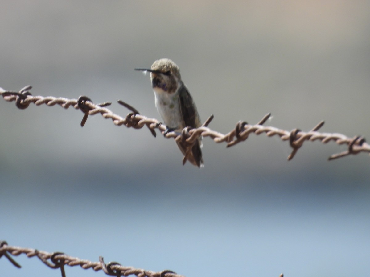 Costa's Hummingbird - ML587673281