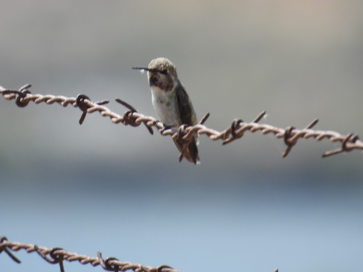 Costa's Hummingbird - Jeanene Daniels