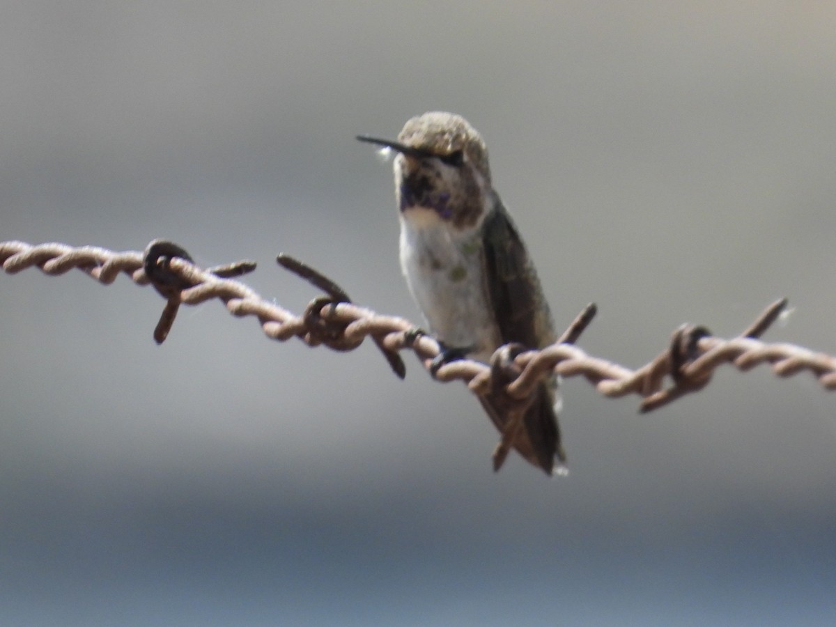 Costa's Hummingbird - ML587673641