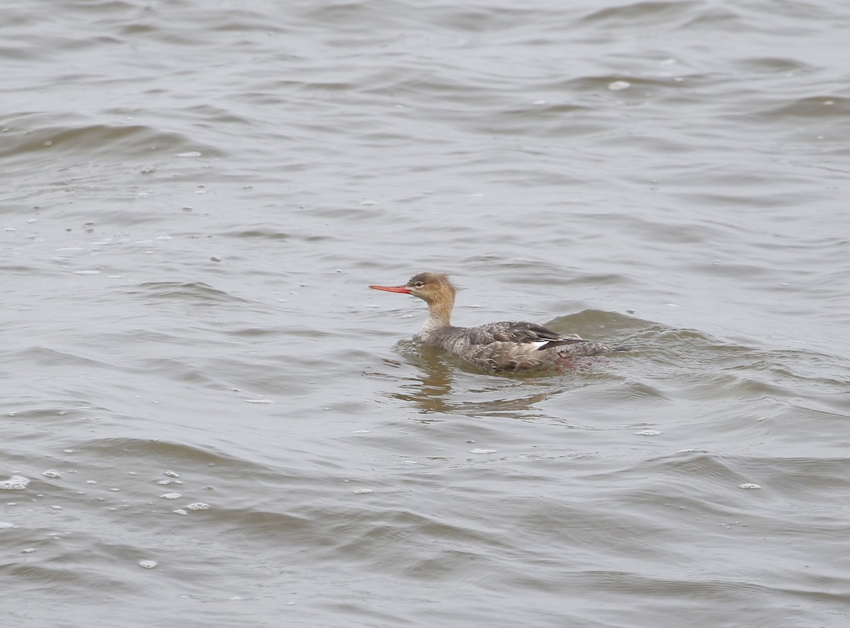 Red-breasted Merganser - ML587674491