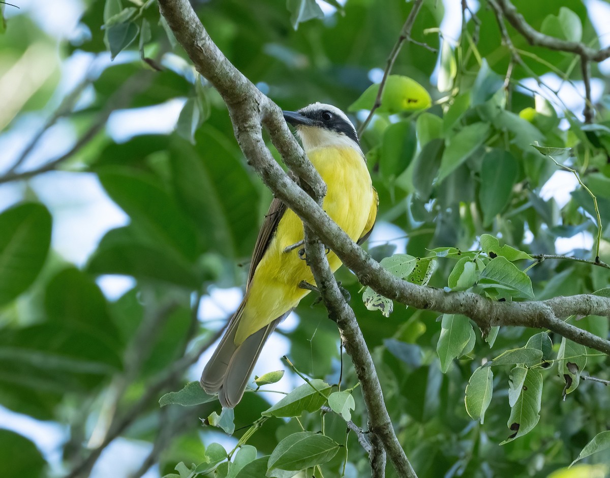 Great Kiskadee - Robert Bochenek