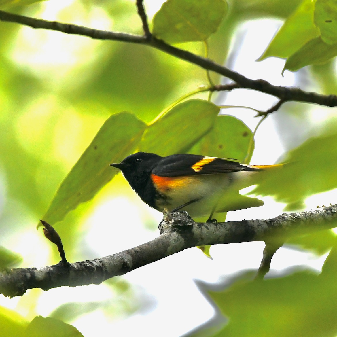 American Redstart - ML587674851