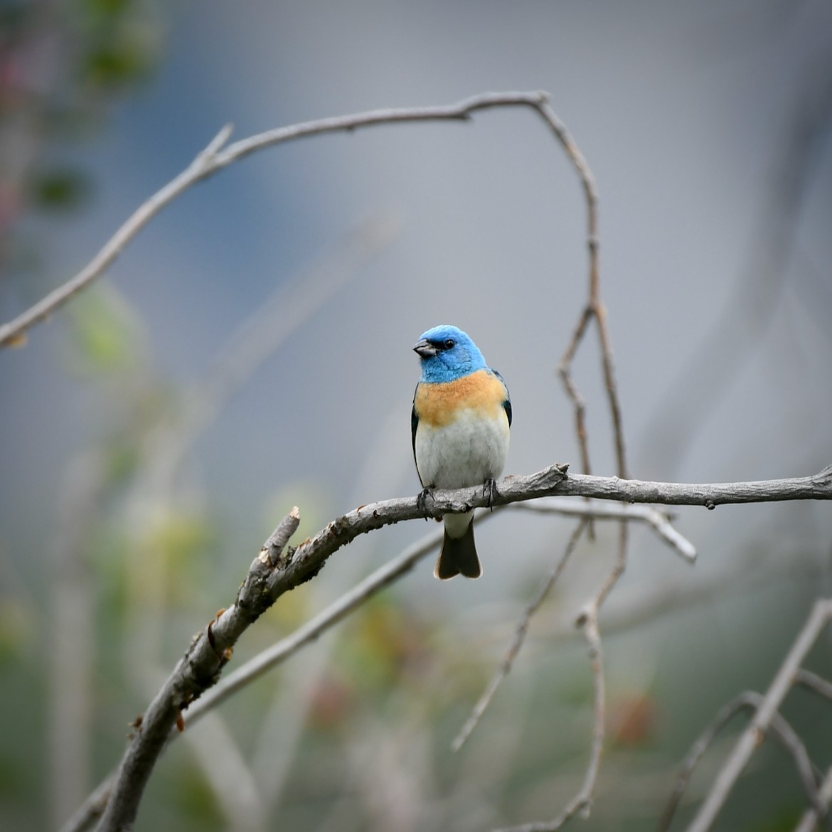 Lazuli Bunting - ML587675311