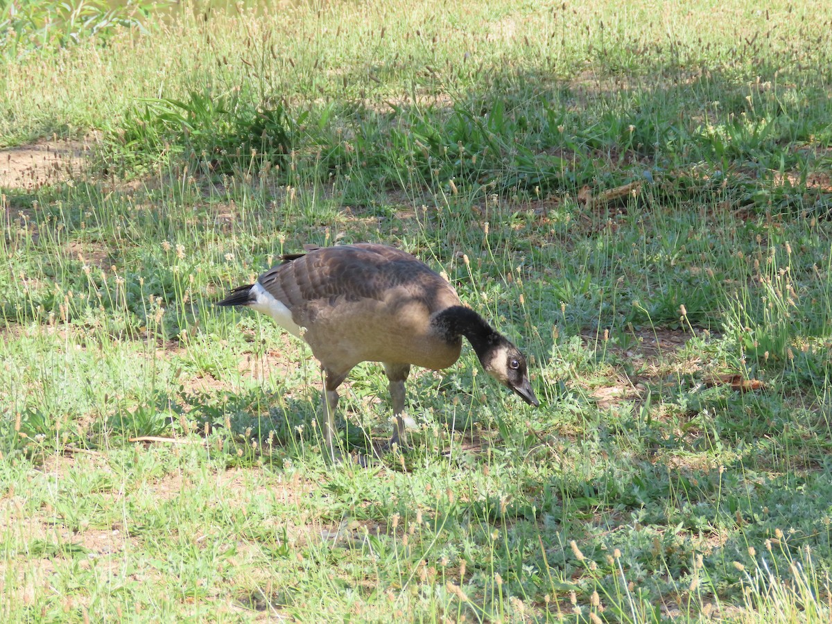 カナダガン - ML587675721