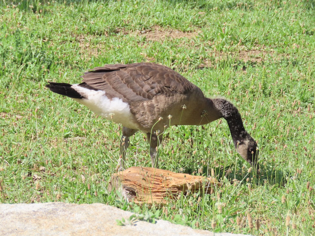 カナダガン - ML587675731