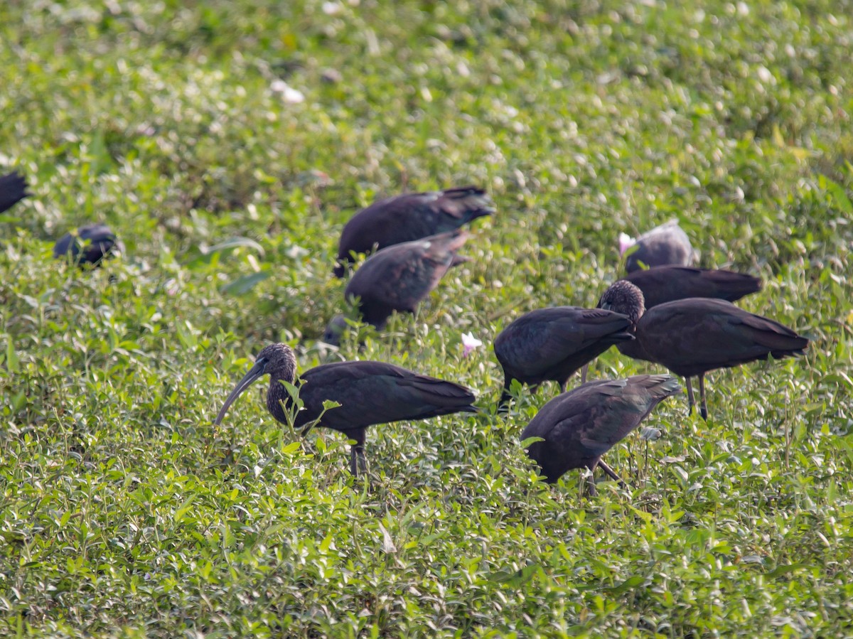 ibis hnědý - ML587675941