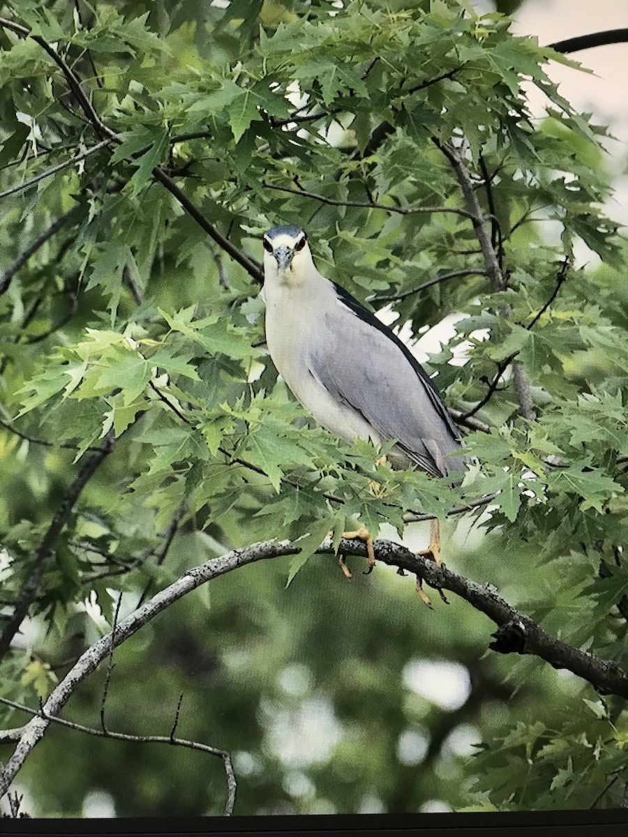 Black-crowned Night Heron - ML58767691