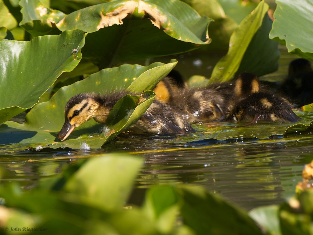 Mallard - John Riegsecker