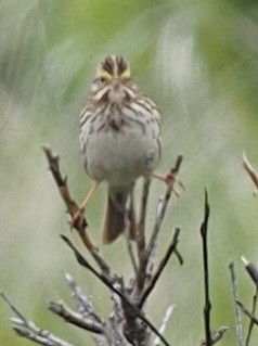 Savannah Sparrow - ML587677981