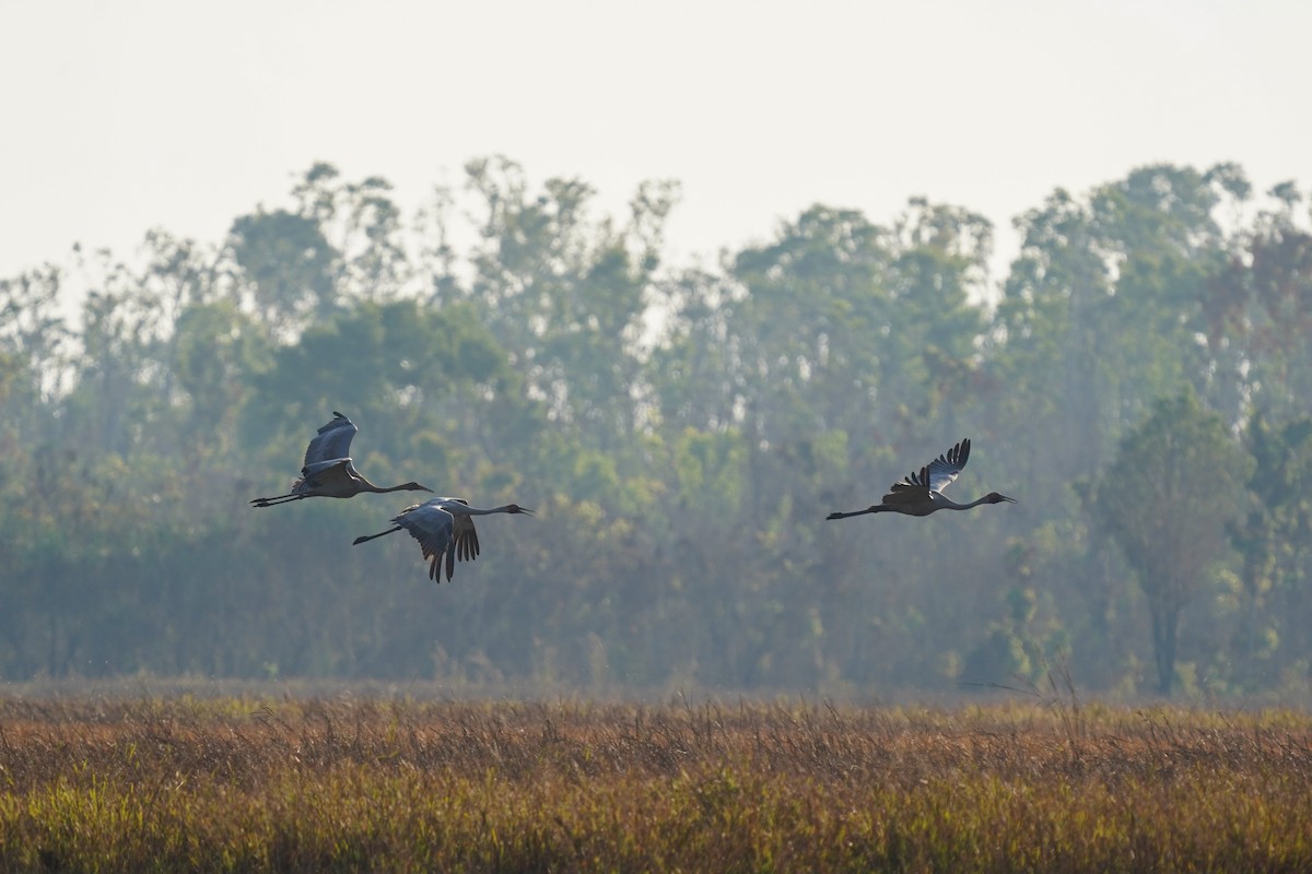 Brolga - Megan Moody