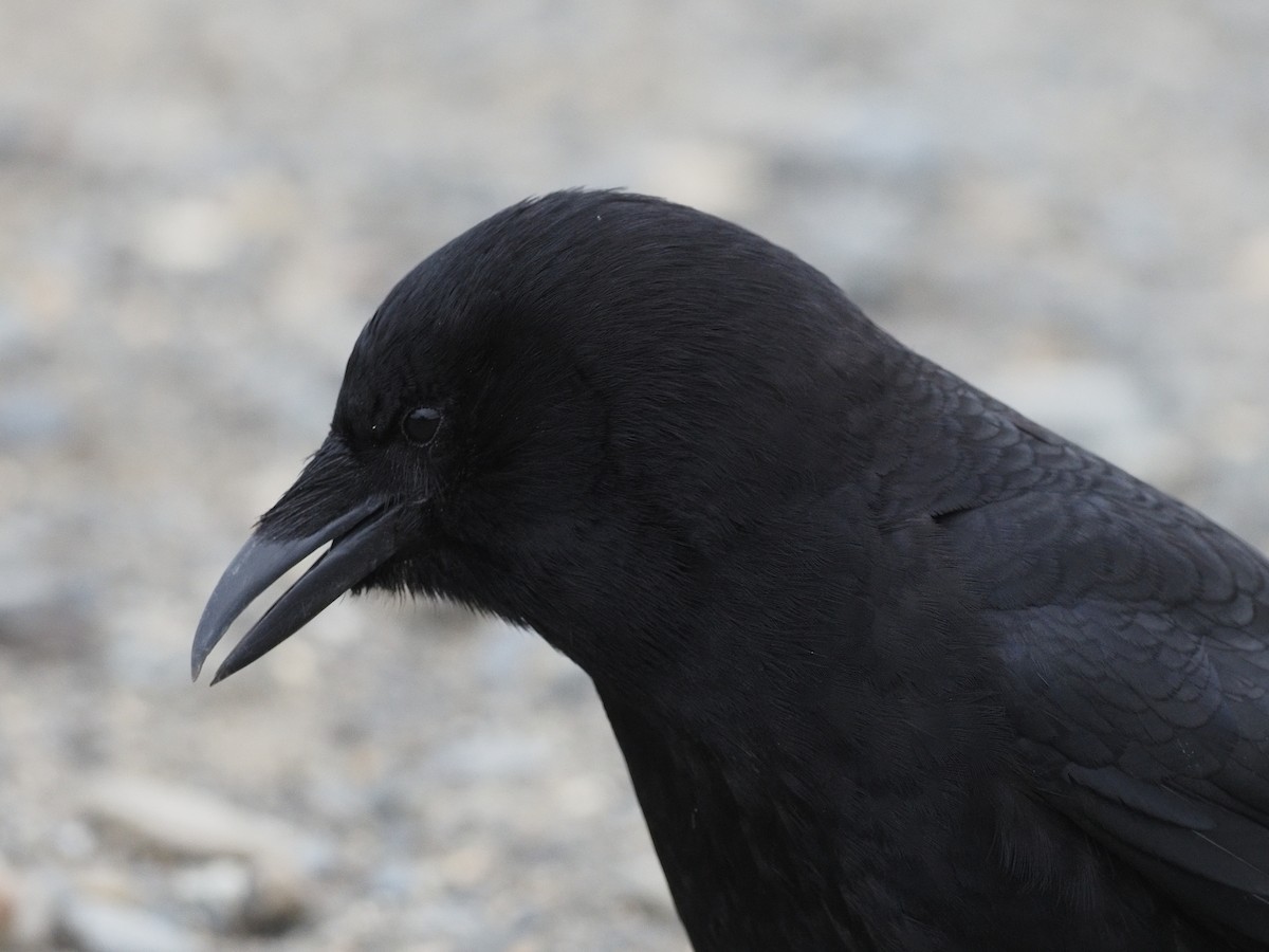 American Crow - ML587679231