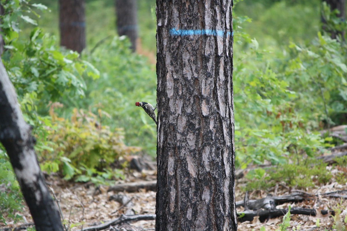 Yellow-bellied Sapsucker - ML587680001