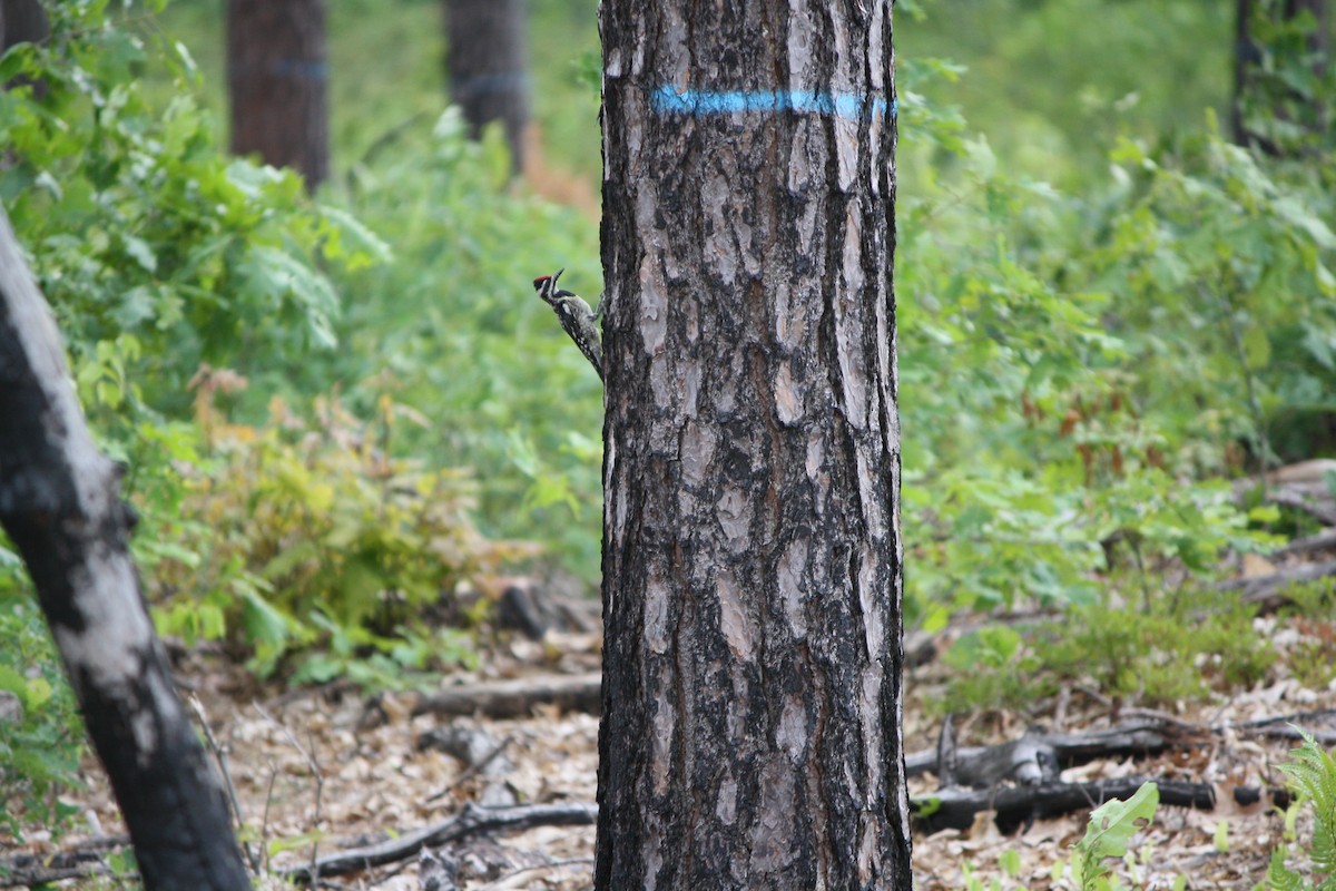 Yellow-bellied Sapsucker - ML587680011