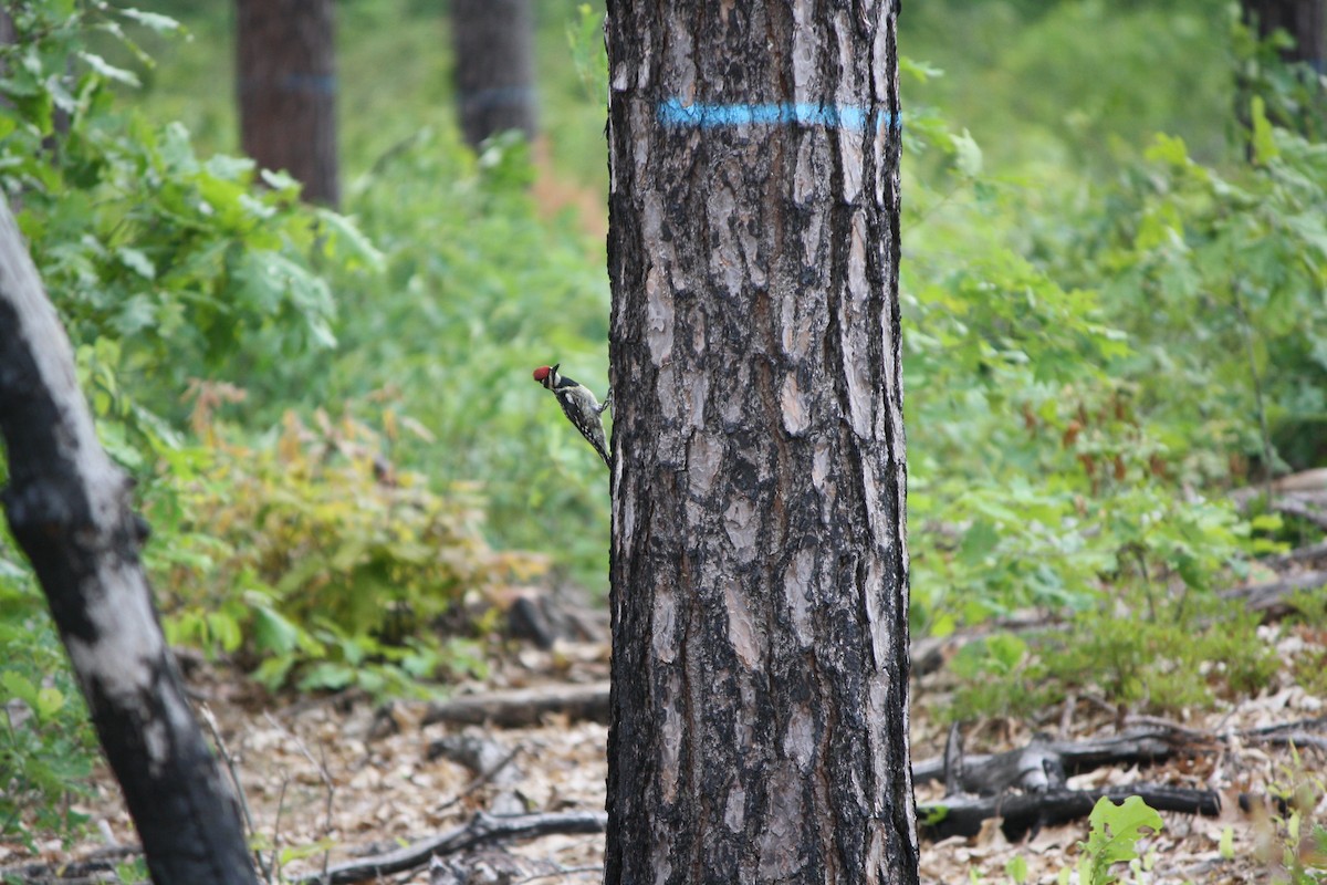 Yellow-bellied Sapsucker - ML587680021