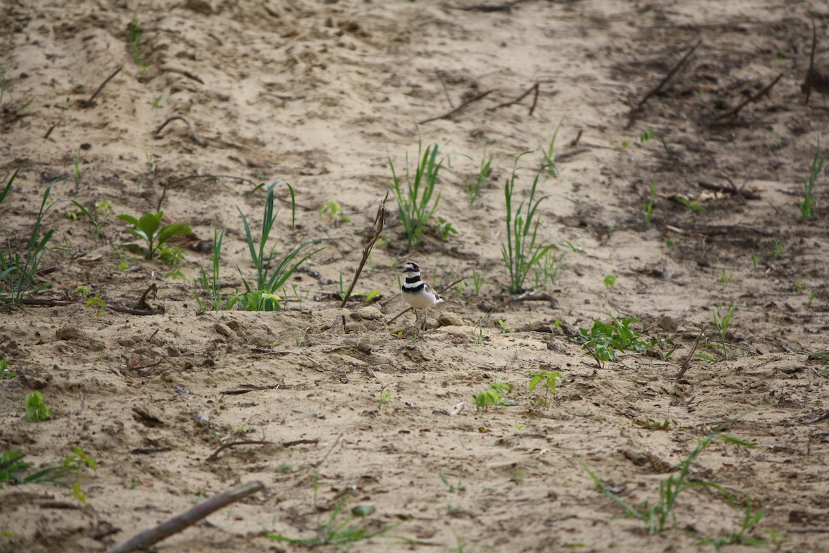 Killdeer - ML587680141