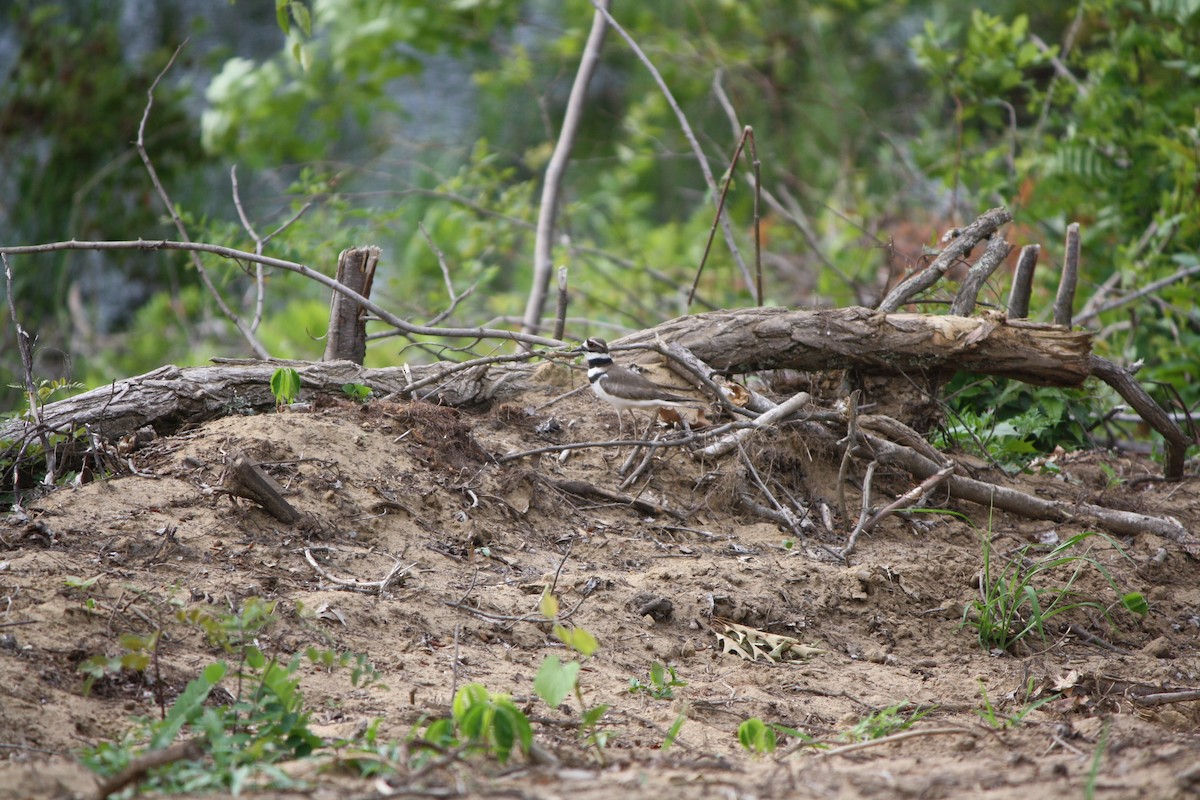 Killdeer - ML587680161