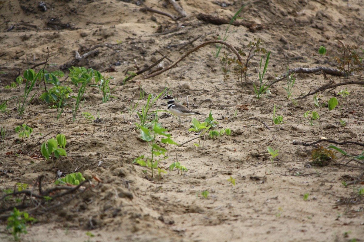 Killdeer - ML587680171