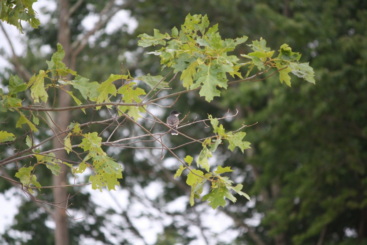 Eastern Kingbird - ML587680261