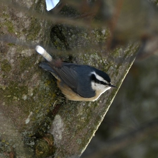 Red-breasted Nuthatch - ML587680591