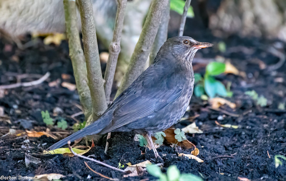 Eurasian Blackbird - ML587680671