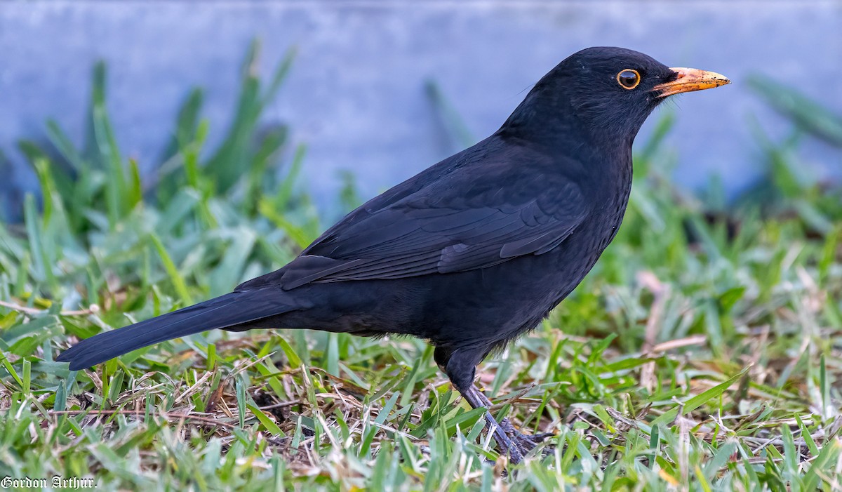 Eurasian Blackbird - Gordon Arthur