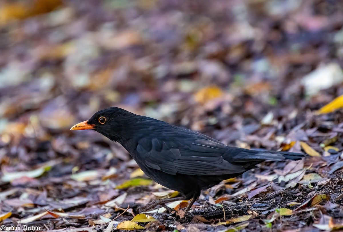 Eurasian Blackbird - ML587680741