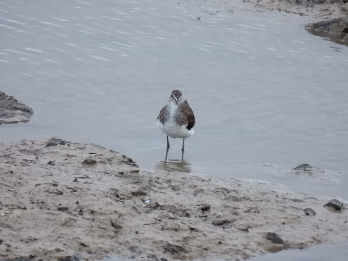 Green Sandpiper - Ramesh Desai