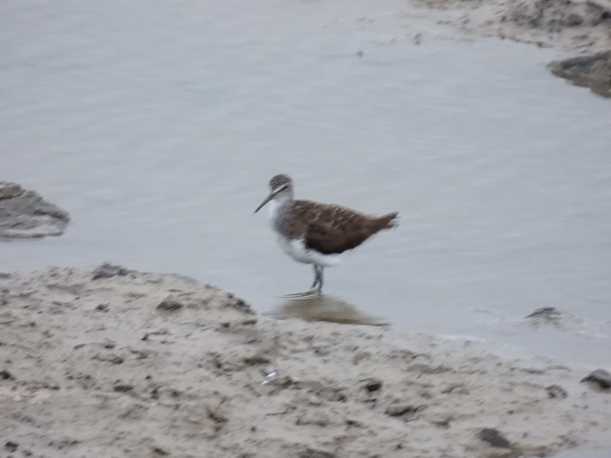 Green Sandpiper - ML587680931