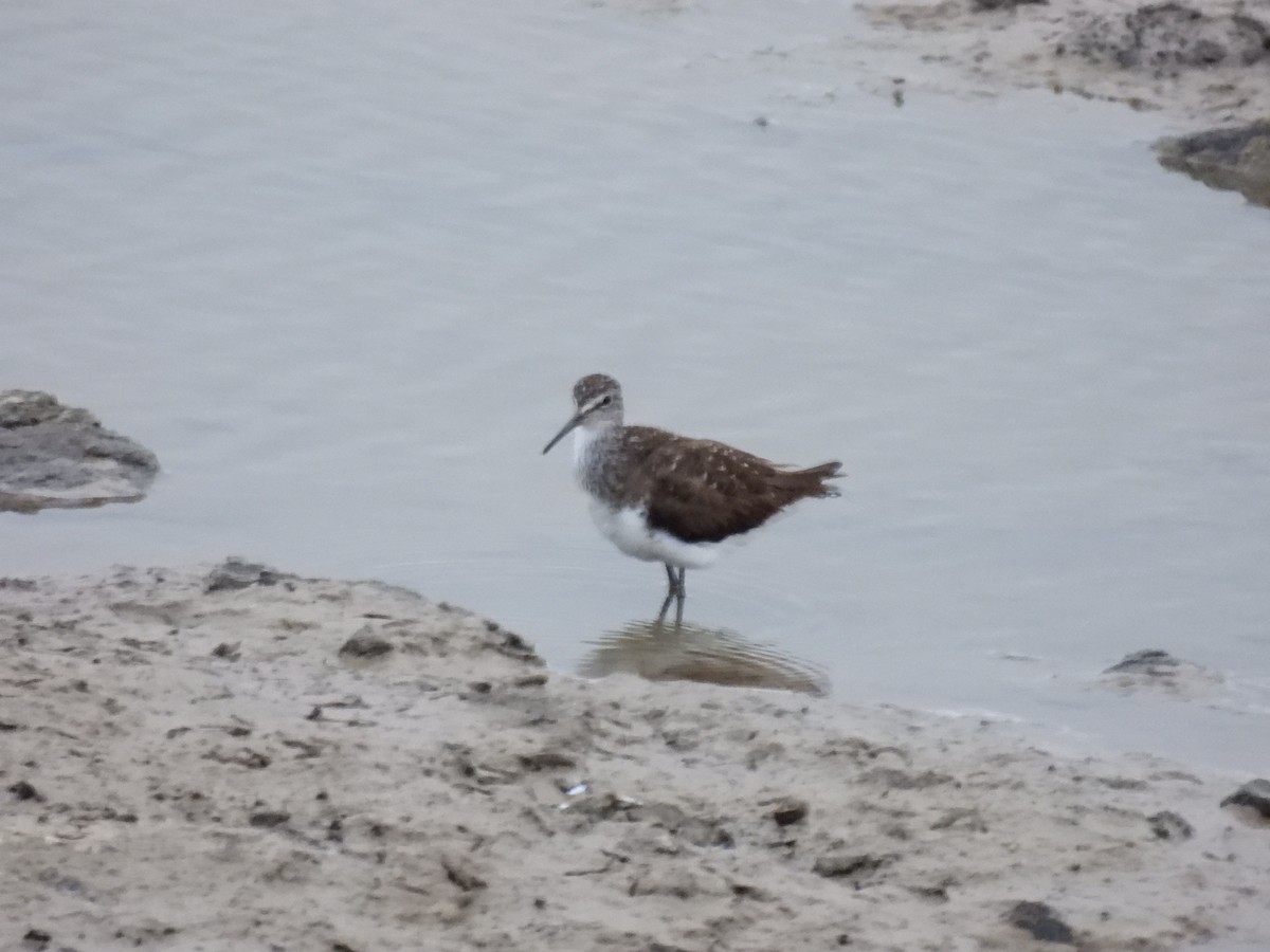 Green Sandpiper - ML587680951