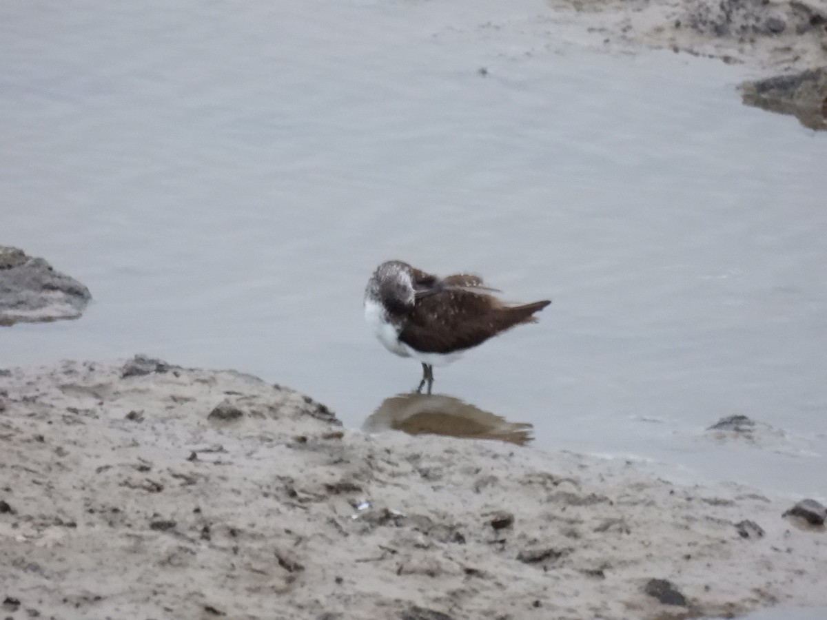 Green Sandpiper - Ramesh Desai