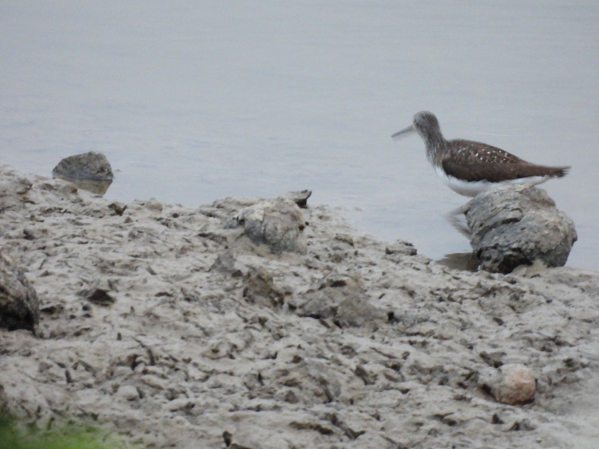 Green Sandpiper - ML587680981